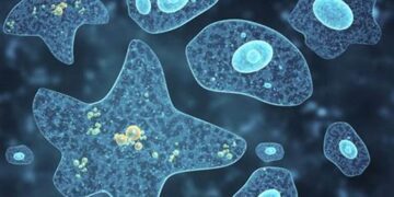 Protozoarios, amebas, roedores y desertores: la neurona elástica de las izquierdas