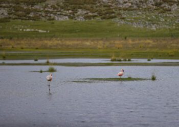Presentan catálogo de flora y fauna recuperada