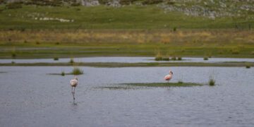 Presentan catálogo de flora y fauna recuperada