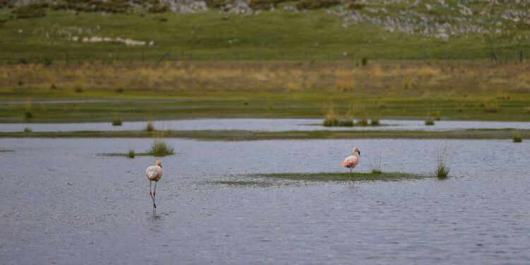 Presentan catálogo de flora y fauna recuperada