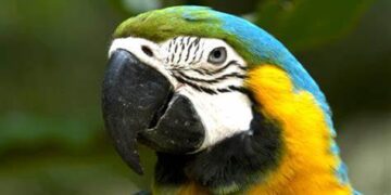 Tráfico de especies en Perú: Mercados ilegales y crisis ambiental en crecimiento