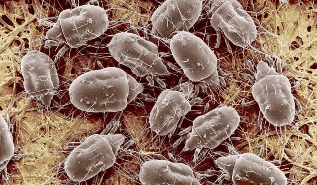 La era caviar, el tiempo de los ácaros ideológicos que se muestran inofensivos