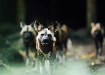 Manada de caviares al ataque, por odio, por sangre…como siempre, pero peor