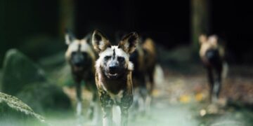 Manada de caviares al ataque, por odio, por sangre…como siempre, pero peor