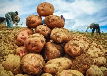 Producción nacional de papa, mango, aves y minerales como el cobre, en ascenso