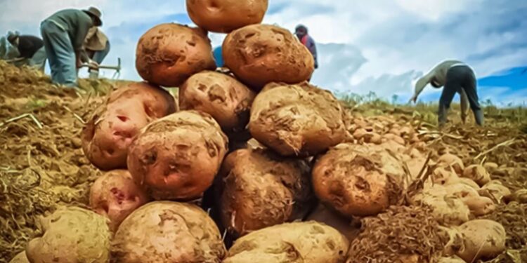 Producción nacional de papa, mango, aves y minerales como el cobre, en ascenso