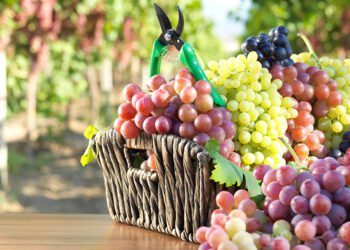 INEI: volumen de exportación de productos no tradicionales se incrementó 18,3%