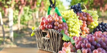 INEI: volumen de exportación de productos no tradicionales se incrementó 18,3%