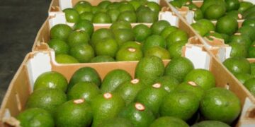 El volumen exportado de productos no tradicionales creció 35,4% en abril de 2025