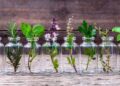 Plantas aromáticas para infusiones que se pueden cultivar fácilmente en agua