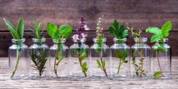 Plantas aromáticas para infusiones que se pueden cultivar fácilmente en agua