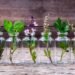 Plantas aromáticas para infusiones que se pueden cultivar fácilmente en agua