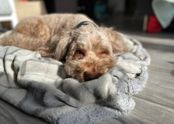 INEI incluirá la tenencia de mascotas en hogares en sus mediciones a partir de julio