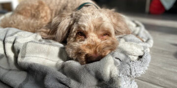 INEI incluirá la tenencia de mascotas en hogares en sus mediciones a partir de julio