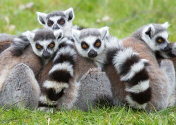 La desesperación de la izquierda del odio, sigue aumentando si causar efecto de respaldo