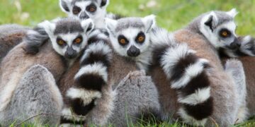 La desesperación de la izquierda del odio, sigue aumentando si causar efecto de respaldo