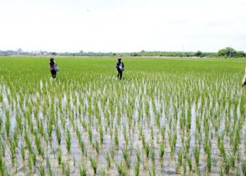 INEI: Producción de arroz cáscara creció 26,4% y tres departamentos aportaron el 74,8% del total