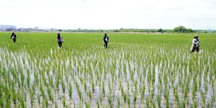 INEI: Producción de arroz cáscara creció 26,4% y tres departamentos aportaron el 74,8% del total