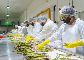 Perú: producción nacional aumentó 3,18% en agosto de 2025