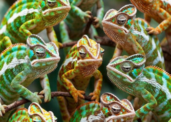 ¿Cómo identificar a los partidos políticos en el Perú, por su color, posición e ideología?