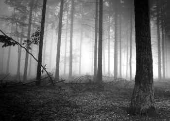 No estamos viendo la oscuridad del bosque: elecciones 2026