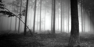 No estamos viendo la oscuridad del bosque: elecciones 2026