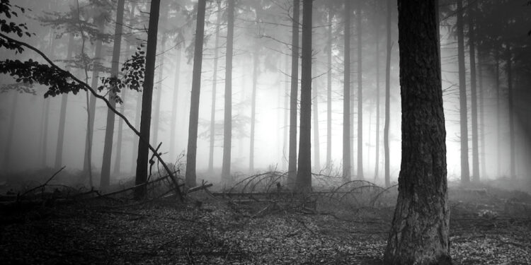 No estamos viendo la oscuridad del bosque: elecciones 2026