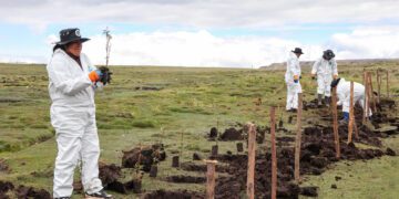 Pasco: AMSAC impulsa forestación de 500 quinuales en Quiulacocha