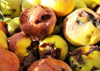 Toneladas de frutas y verduras pudriéndose en el campo, otro síntoma de un modelo agrario insostenible