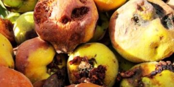 Toneladas de frutas y verduras pudriéndose en el campo, otro síntoma de un modelo agrario insostenible