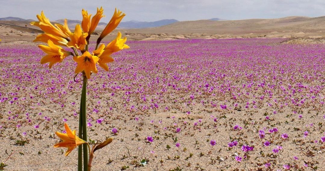 ¿Está llegando el fin de las izquierdas del odio en las elecciones Perú 2026?