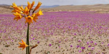 ¿Está llegando el fin de las izquierdas del odio en las elecciones Perú 2026?