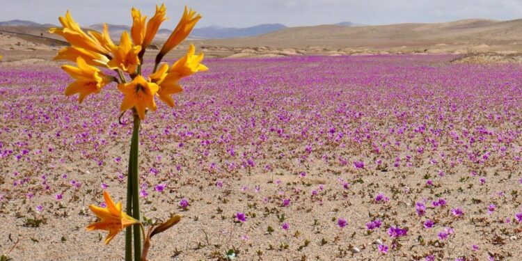 ¿Está llegando el fin de las izquierdas del odio en las elecciones Perú 2026?