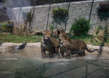 ¿Congresistas no reelegidos están buscando chamba para ser desde julio, contratados en el Congreso?