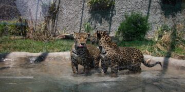 ¿Congresistas no reelegidos están buscando chamba para ser desde julio, contratados en el Congreso?