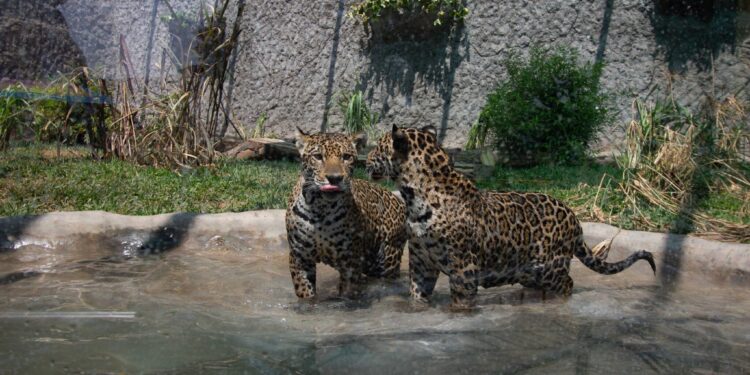 ¿Congresistas no reelegidos están buscando chamba para ser desde julio, contratados en el Congreso?